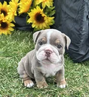 Nyra, a female English Bulldog for sale in Colorado Springs, CO – 1 of 10