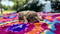Janice, a female English Bulldog for sale in Colorado Springs, CO – 2 of 9