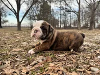 Scooby, a male English Bulldog for sale in Colorado Springs, CO – Photo 6 of 9