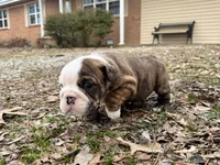 Scooby, a male English Bulldog for sale in Colorado Springs, CO – Photo 4 of 9