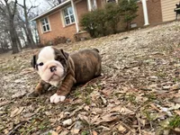 Scooby, a male English Bulldog for sale in Colorado Springs, CO – Photo 9 of 9