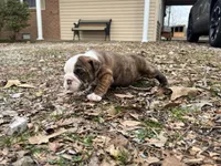 Scooby, a male English Bulldog for sale in Colorado Springs, CO – Photo 8 of 9