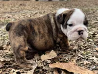 Scooby, a male English Bulldog for sale in Colorado Springs, CO – Photo 3 of 9