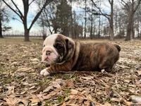 Scooby, a male English Bulldog for sale in Colorado Springs, CO – Photo 5 of 9