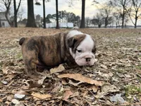 Scooby, a male English Bulldog for sale in Colorado Springs, CO – Photo 1 of 9