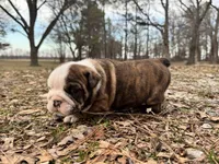 Scooby, a male English Bulldog for sale in Colorado Springs, CO – Photo 2 of 9