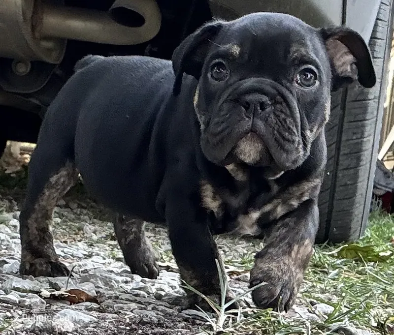 Viper – English Bulldog puppy for sale in Colorado Springs, CO