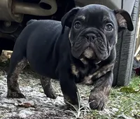 Viper, a male English Bulldog for sale in Colorado Springs, CO – 1 of 10