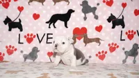 Turbo, a male English Bulldog for sale in Colorado Springs, CO – 10 of 10