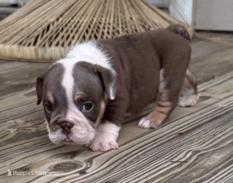Frankie – English Bulldog puppy for sale in Colorado Springs, CO