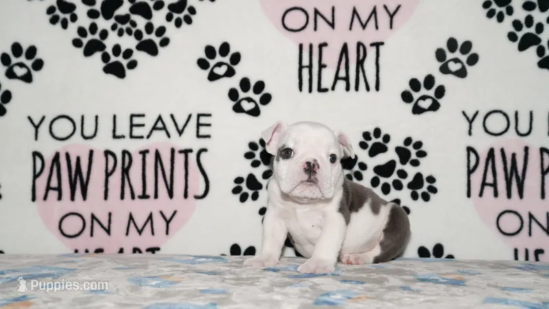 Turbo – English Bulldog puppy for sale in Colorado Springs, CO