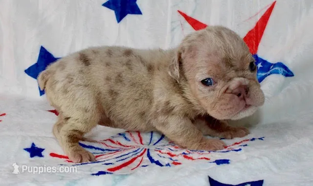 Stormie – English Bulldog puppy for sale in Colorado Springs, CO