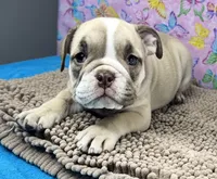 Rachel, a female English Bulldog for sale in Colorado Springs, CO – 1 of 10