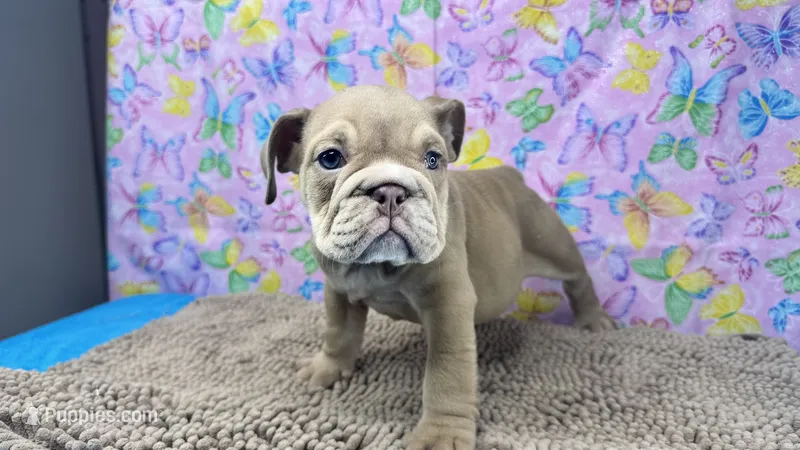 Janice – English Bulldog puppy for sale in Colorado Springs, CO