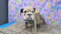Janice, a female English Bulldog for sale in Colorado Springs, CO – 1 of 9