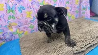 Phoenix, a female English Bulldog for sale in Colorado Springs, CO – 2 of 10