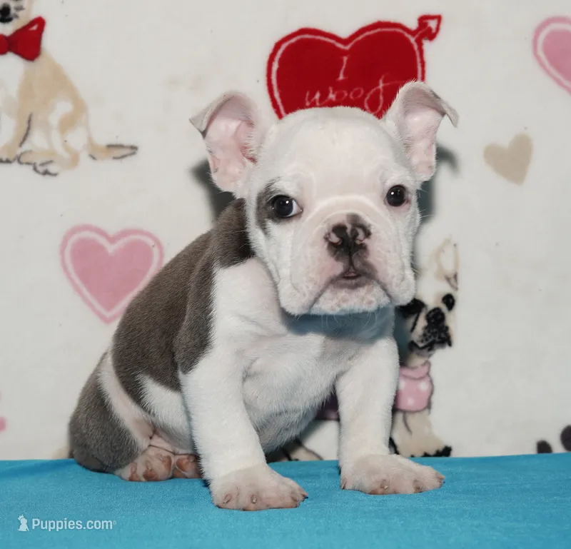 Turbo – English Bulldog puppy for sale in Colorado Springs, CO