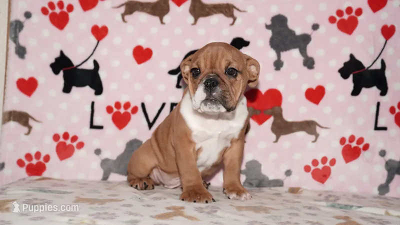 Sugar – English Bulldog puppy for sale in Colorado Springs, CO