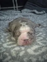 Sirloin, a male English Bulldog for sale in Colorado Springs, CO – 4 of 4