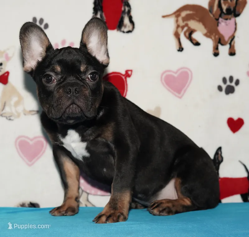 Marcel – French Bulldog puppy for sale in Colorado Springs, CO