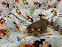 Jester, a male English Bulldog for sale in Colorado Springs, CO – 4 of 7