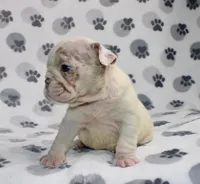 Dolly, a female English Bulldog for sale in Colorado Springs, CO – 3 of 3