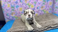 Rachel, a female English Bulldog for sale in Colorado Springs, CO – 4 of 10