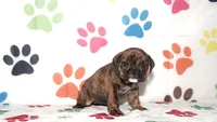 Lulu, a female English Bulldog for sale in Colorado Springs, CO – Photo 10 of 10