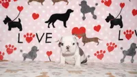 Turbo, a male English Bulldog for sale in Colorado Springs, CO – 8 of 10
