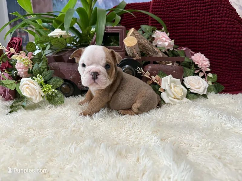 Atlas – English Bulldog puppy for sale in Colorado Springs, CO