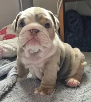 Bertie Bot, a female English Bulldog for sale in Colorado Springs, CO – Photo 1 of 10