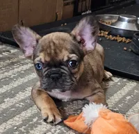 Mickey, a male French Bulldog for sale in Colorado Springs, CO – 6 of 10