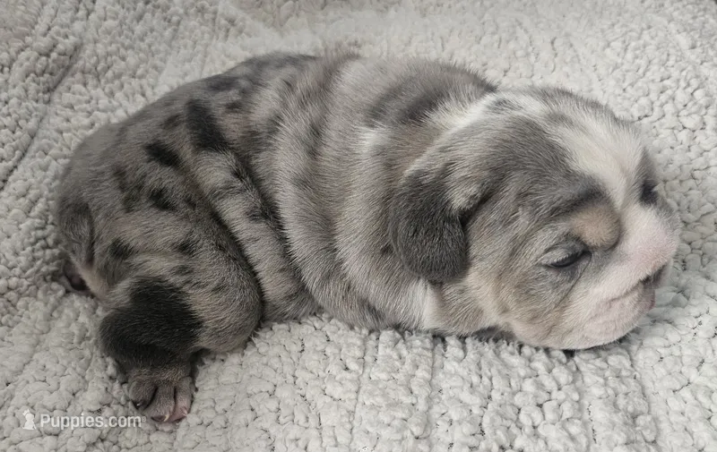 Sirloin – English Bulldog puppy for sale in Colorado Springs, CO