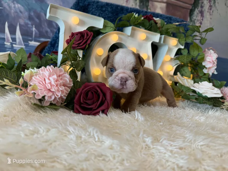 Bruno – English Bulldog puppy for sale in Colorado Springs, CO