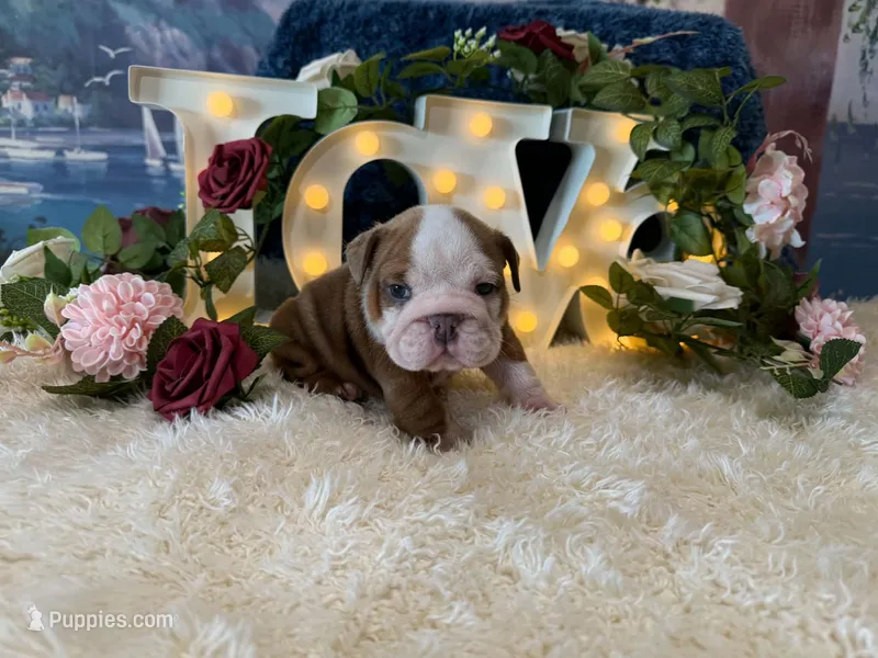Rosie – English Bulldog puppy for sale in Colorado Springs, CO
