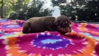 Phoebe, a female English Bulldog for sale in Colorado Springs, CO – 7 of 9