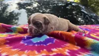 Rachel, a female English Bulldog for sale in Colorado Springs, CO – 8 of 9