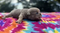 Carol, a female English Bulldog for sale in Colorado Springs, CO – 3 of 7