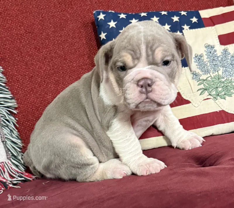Buffy – English Bulldog puppy for sale in Colorado Springs, CO