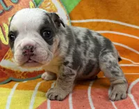 Brisket, a male English Bulldog for sale in Colorado Springs, CO – 1 of 4