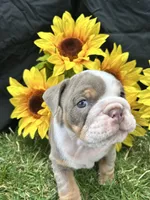Olympia, a female English Bulldog for sale in Colorado Springs, CO – 6 of 10