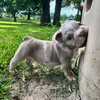 Rambo, a male English Bulldog for sale in Colorado Springs, CO – 5 of 8