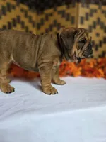 Bear, a female English Bulldog for sale in Colorado Springs, CO – 6 of 10