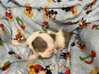 Maverick, a male English Bulldog for sale in Colorado Springs, CO – 2 of 6