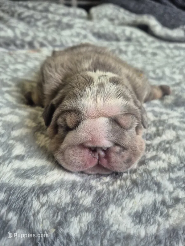 Sirloin – English Bulldog puppy for sale in Colorado Springs, CO