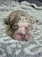 Sirloin, a male English Bulldog for sale in Colorado Springs, CO – 1 of 4