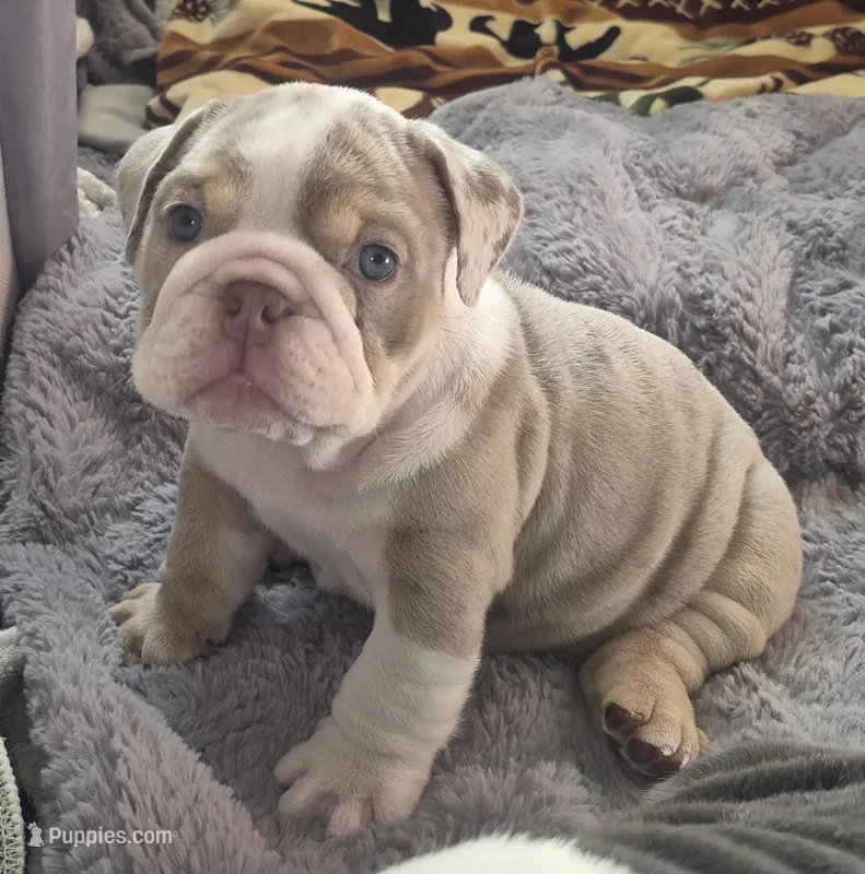 Dozer – English Bulldog puppy for sale in Colorado Springs, CO