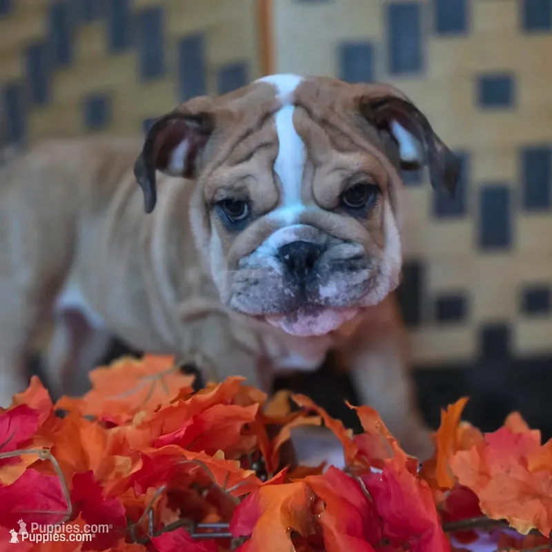 Iggy – English Bulldog puppy for sale in Colorado Springs, CO