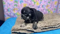Phoenix, a female English Bulldog for sale in Colorado Springs, CO – 9 of 10