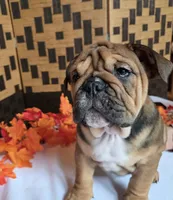 Peanut, a female English Bulldog for sale in Colorado Springs, CO – 9 of 10